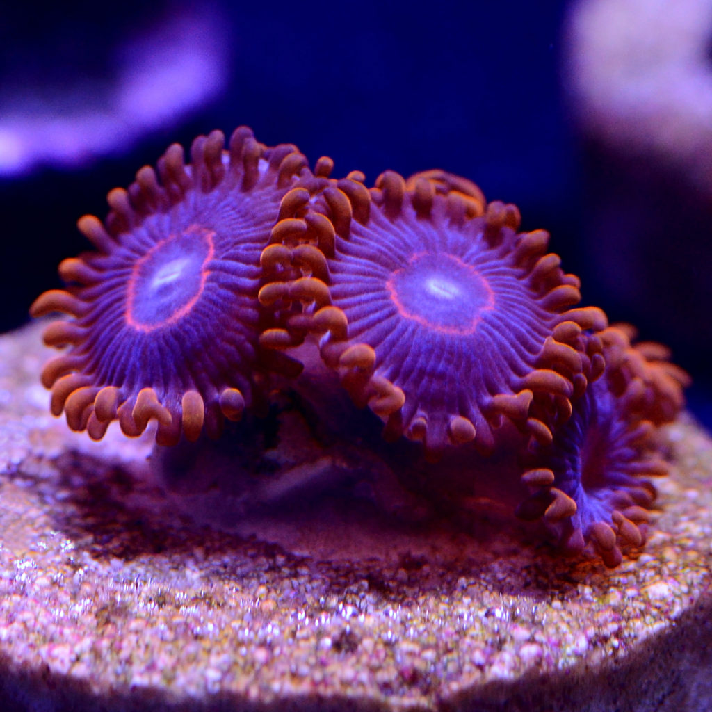 Red Hornet Zoanthid - Bear Coral