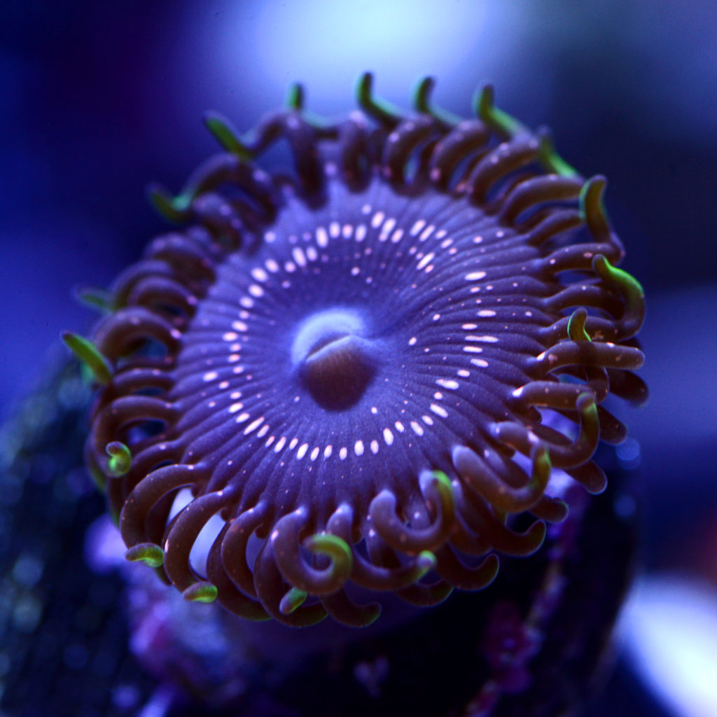 Psychosis Zoa - Bear Coral