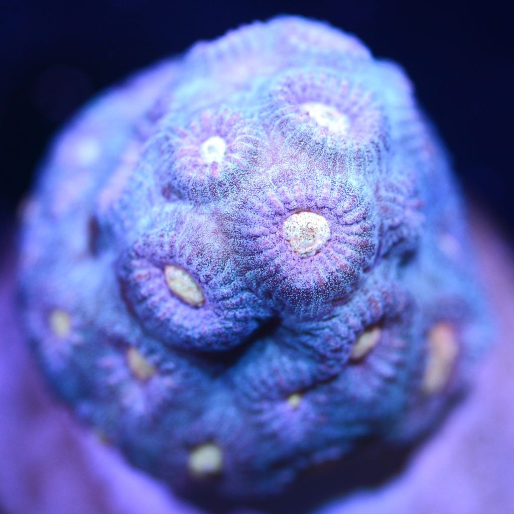 Baby's Breath Favia - Bear Coral