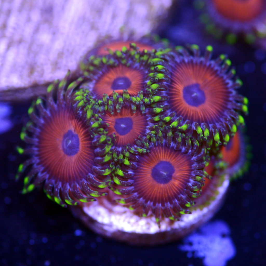 eagle-eye-zoanthids-bear-coral