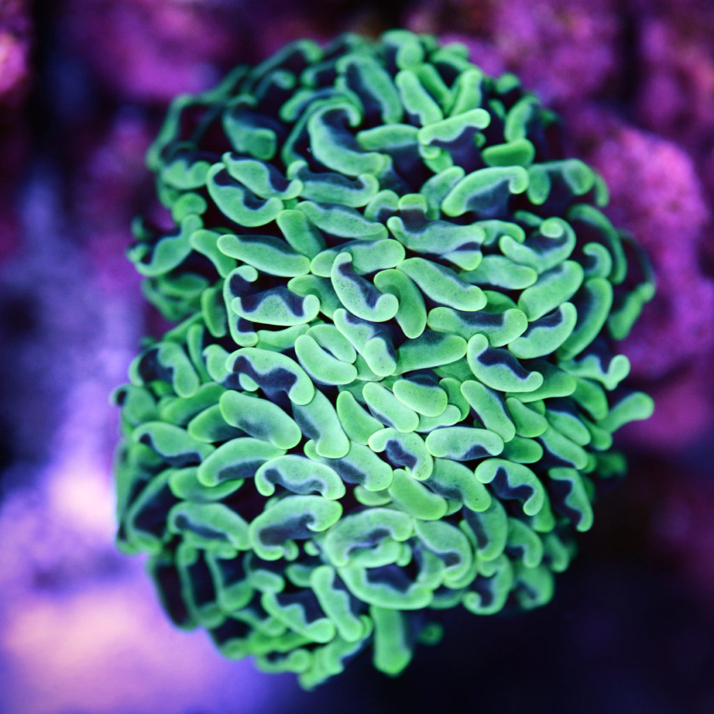 Toxic Green Hammer Coral - Bear Coral